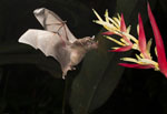 bats